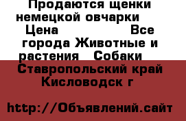 Продаются щенки немецкой овчарки!!! › Цена ­ 6000-8000 - Все города Животные и растения » Собаки   . Ставропольский край,Кисловодск г.